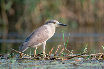Juvenile Black-crowned Night Heron