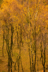 Amazing view of Silver Birch forest with golden leaves in Autumn Fall landscape scene of Upper Padley gorge in Peak District in England