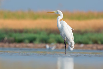 Great egret