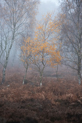 Stunning colorful Autumn Fall landscape in foggy Peak District in England
