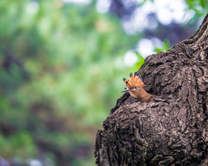 Hoopoe feeding their baby