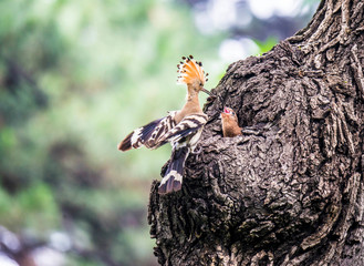 Hoopoe feeding their baby