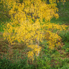 Beautiful colorful vibrant Autumn Fall forest woodland landscape detail in English countryside