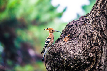 Hoopoe feeding their baby