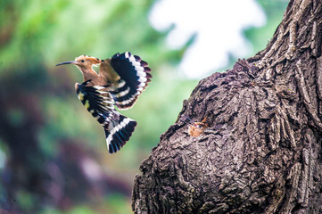 Hoopoe feeding their baby