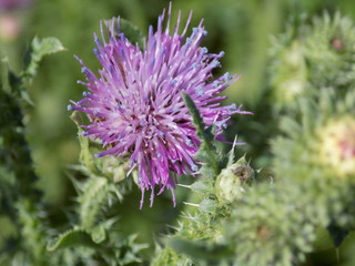 Summer. Bright sunny day. Thistle blooms. A prickly weed with delicate lilac fluffy flowers and a sweet scent that insects love.