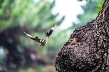 Hoopoe feeding their baby