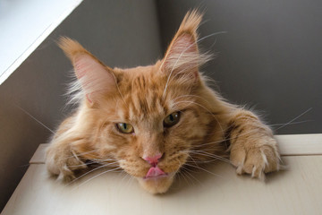 Large red marble Maine coon cat lies on the closet and hangs down his head