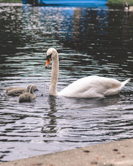 Swan family on lake