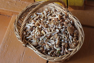 a basket of excellent mushrooms