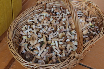 a basket of excellent mushrooms