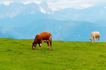 2 kühe beim grasen in den alpen