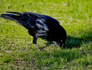 crow on grass