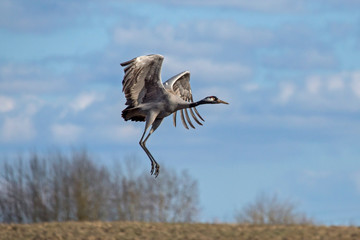 Take off the crane. Common crane or Eurasian crane (Grus grus).