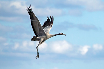Take off the crane. Common crane or Eurasian crane (Grus grus).