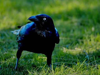 crow on grass