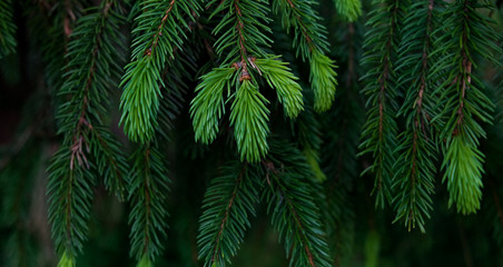 Beautiful green spruce branches, Christmas tree. Cope space. Forest background