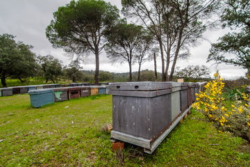 apiary in the field with grass and pine trees