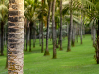 Fototapeta premium Coconut garden in Tenerife, Spain. Palm tree forest at morning with sunlight. Bokeh effect with blurred background
