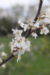 Obraz premium flowers in spring