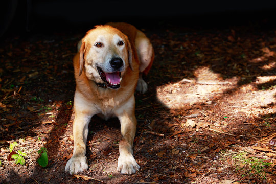 Dog breed Russian Hound