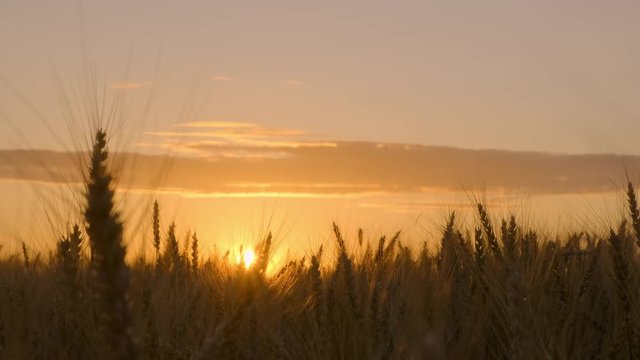 Closeup of golden ears of wheat in field at sunset.