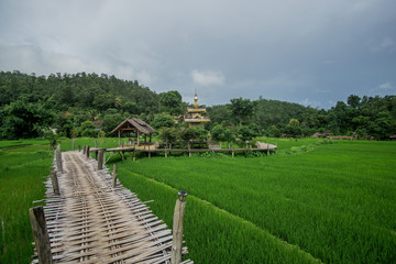 Fototapeta na wymiar A Beautiful cloudy day around the Bamboo Bridge over the Rice Fields in Pai , North of Thailand. This magical place its a place that you must visit ! 