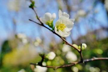 木瓜の花