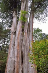Sacred Tree at Big Snow Mountain National Park, Taiwan.