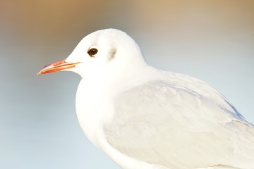 ユリカモメ