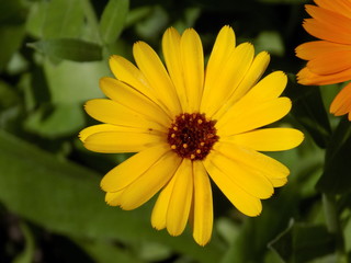 Summer, sun, blooms calendula. Delicate petals, beautiful delicate flowers of Sunny color. Small bright Sunny flowers.