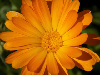Summer, sun, blooms calendula. Delicate petals, beautiful delicate flowers of Sunny color. Small bright Sunny flowers.