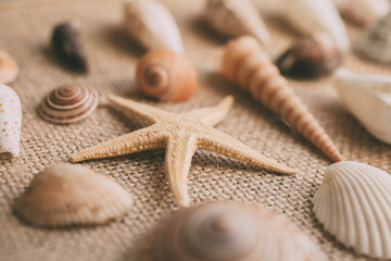 Seashells and starfish background for design. Close up view of many different seashells piled together. Ocean life.
