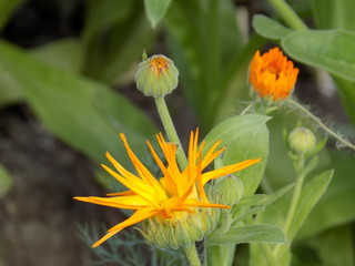 Summer, sun, blooms calendula. Delicate petals, beautiful delicate flowers of Sunny color. Small bright Sunny flowers.