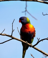 rainbow lorikeet on branch