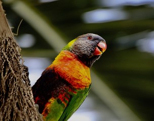 colorful parrot on a branch