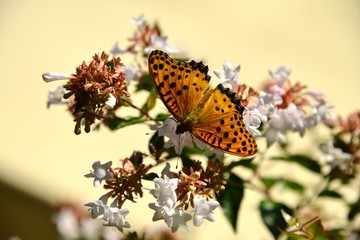 アベリアの花に止まり蜜を吸うツマグロヒョウモンチョウです。
