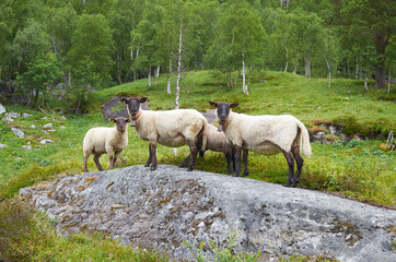 Noraway sheep family