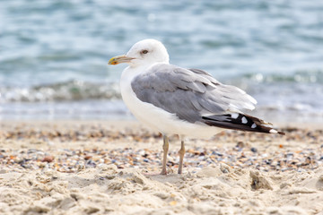 Seagull sitting on a rock on a background of blue sea in Sunny day