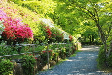 Fototapeta na wymiar ツツジが咲く庭園と新緑の風景