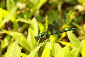 葉にとまるアサヒナカワトンボ