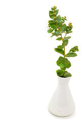 fresh eucalyptus in a white vase on a white background free space for text