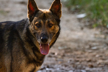 german shepherd dog with tongue out
