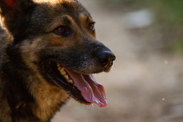 german shepherd dog with tongue out