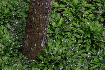 Fototapeta premium Flowers violets. Wood violets flowers close up. Top wiev