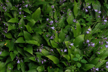 Flowers violets. Wood violets flowers close up. Top wiev