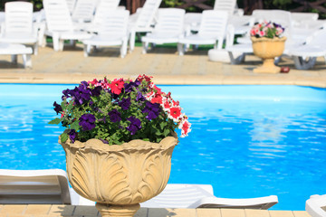 Colorful petunia flowers
