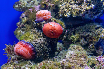 Colorful underwater wildlife we need to preserve: some sea anemone