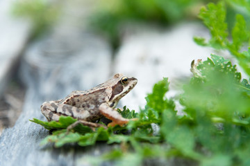 Beautiful little brown frog sits in the grass and on the wood in a bright summer garden.