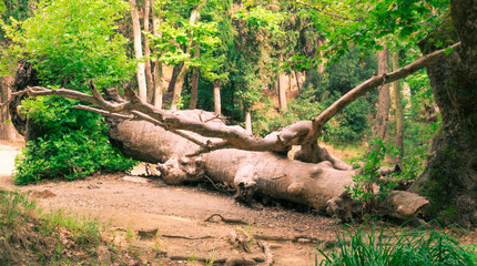 Obraz premium Mysterious forest scenery with a fallen tree log